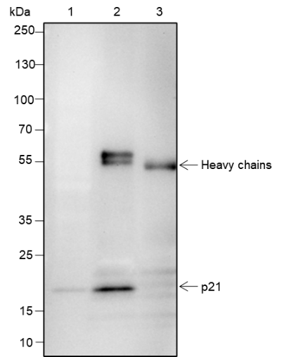 Anti-p21 Rabbit mAb