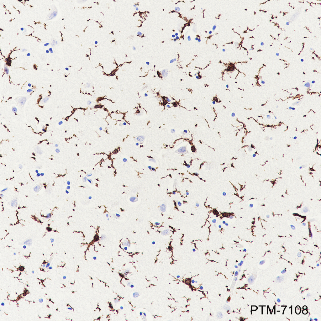 Anti-Iba1 Rabbit mAb