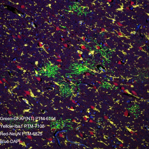 Anti-Iba1 Rabbit mAb