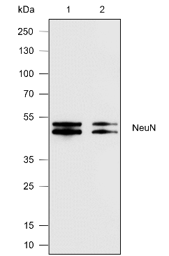 Anti-NeuN Rabbit mAb