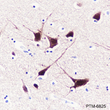Anti-NeuN Rabbit mAb