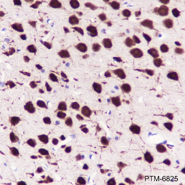 Anti-NeuN Rabbit mAb