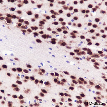 Anti-NeuN Rabbit mAb