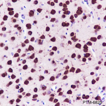 Anti-NeuN Rabbit mAb
