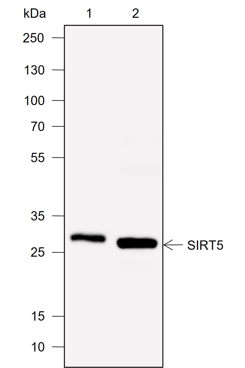 Anti-SIRT5 Mouse mAb