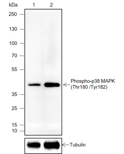 Anti-Phospho-p38 MAPK (Thr180/Tyr182) Mouse mAb