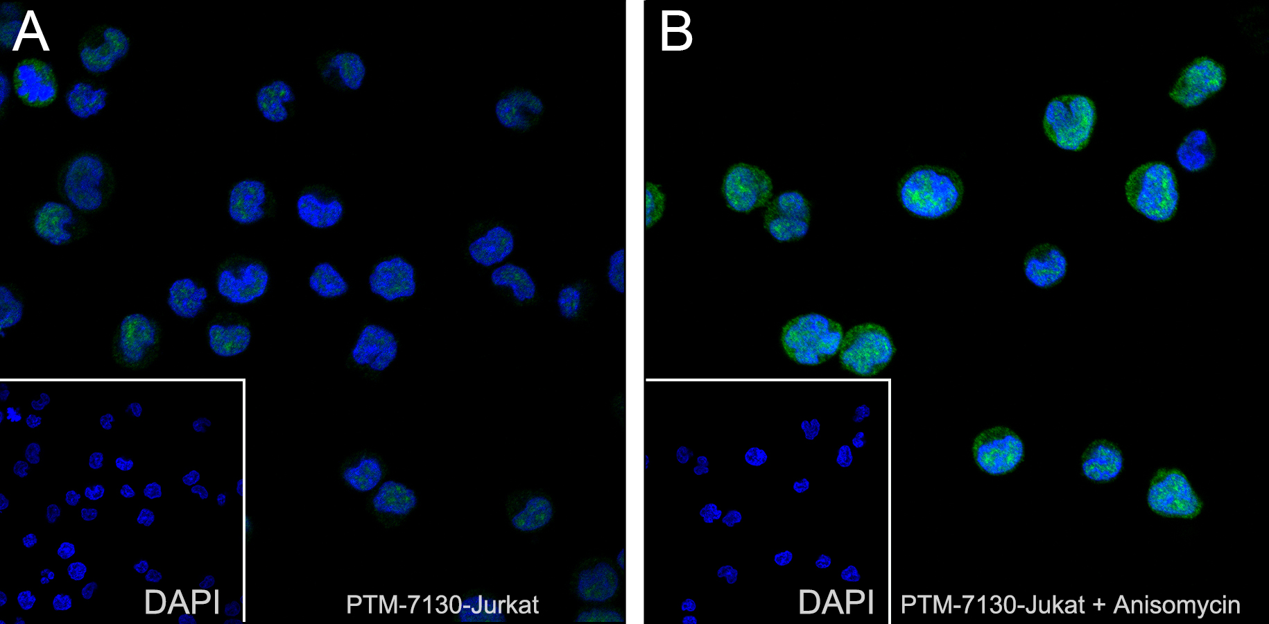 Anti-Phospho-p38 MAPK (Thr180/Tyr182) Mouse mAb
