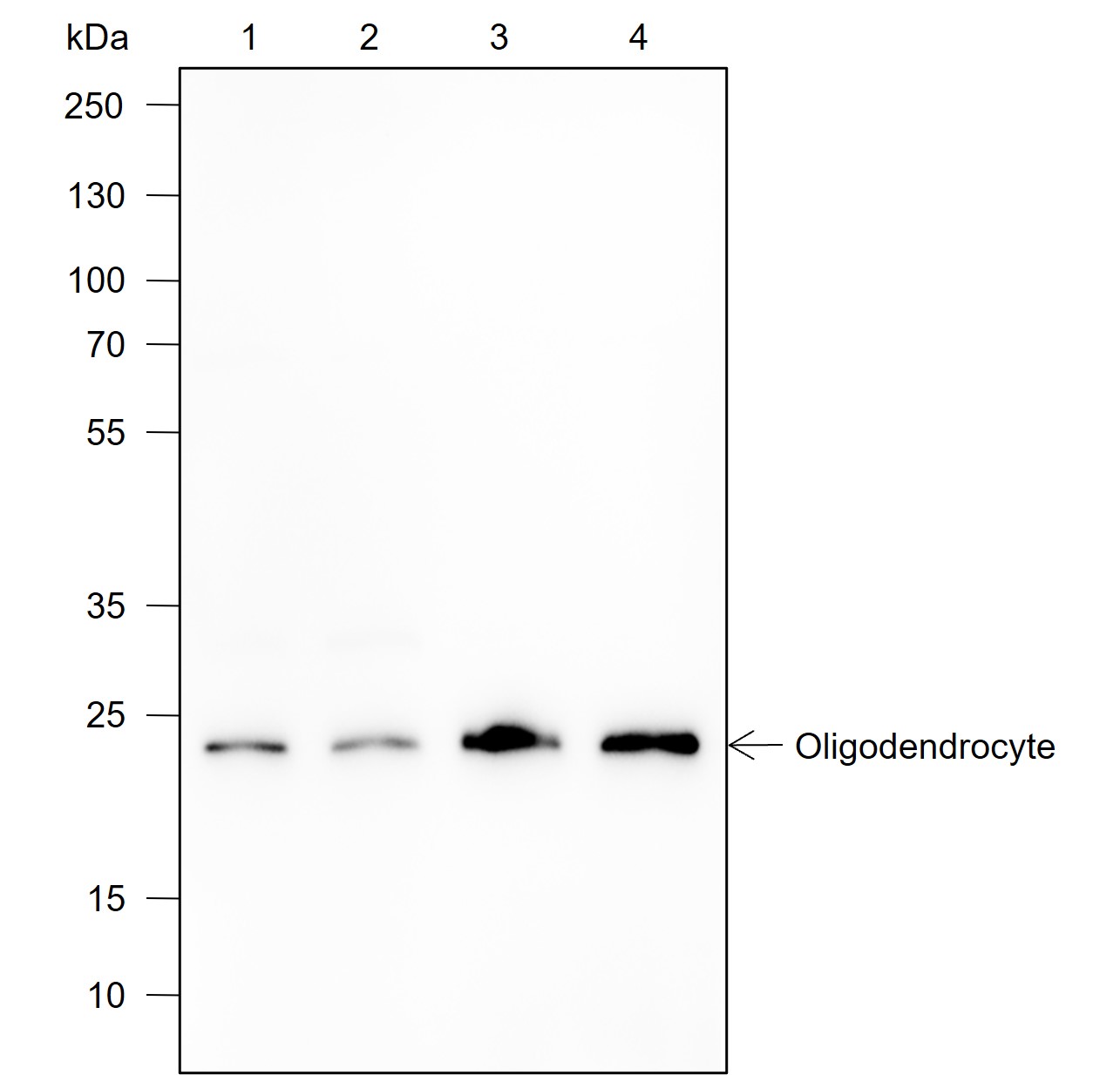 Anti-Claudin-11 Rabbit mAb