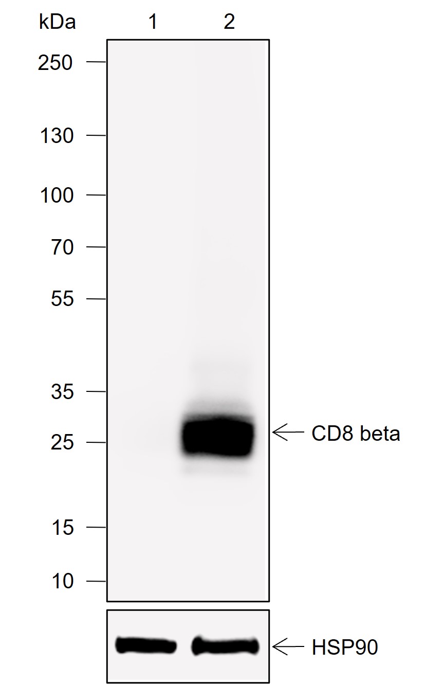Anti-CD8 beta Rabbit mAb