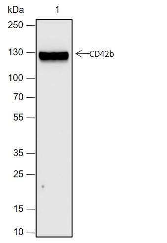 Anti-CD42b Rabbit mAb