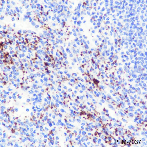 Anti-CD42b Rabbit mAb