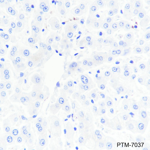 Anti-CD42b Rabbit mAb