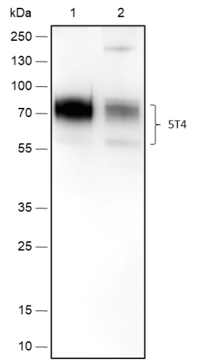 Anti-5T4 Rabbit mAb
