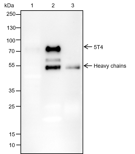 Anti-5T4 Rabbit mAb