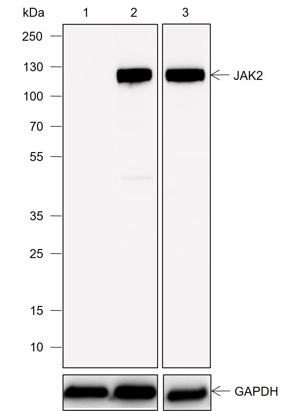 Anti-JAK2 Rabbit mAb