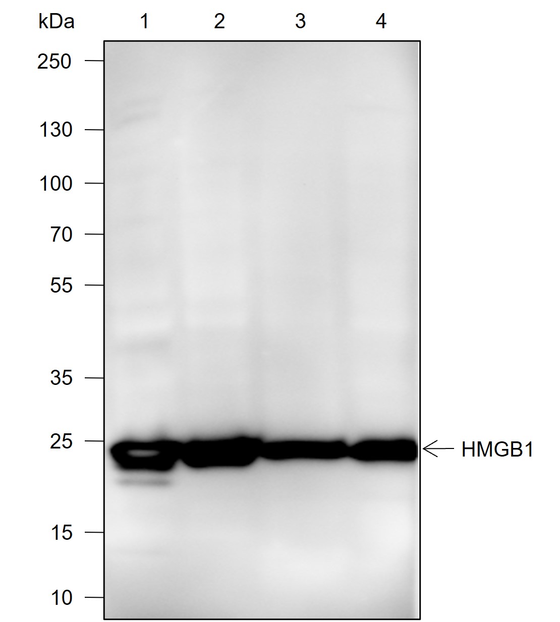Anti-HMGB1 Rat mAb