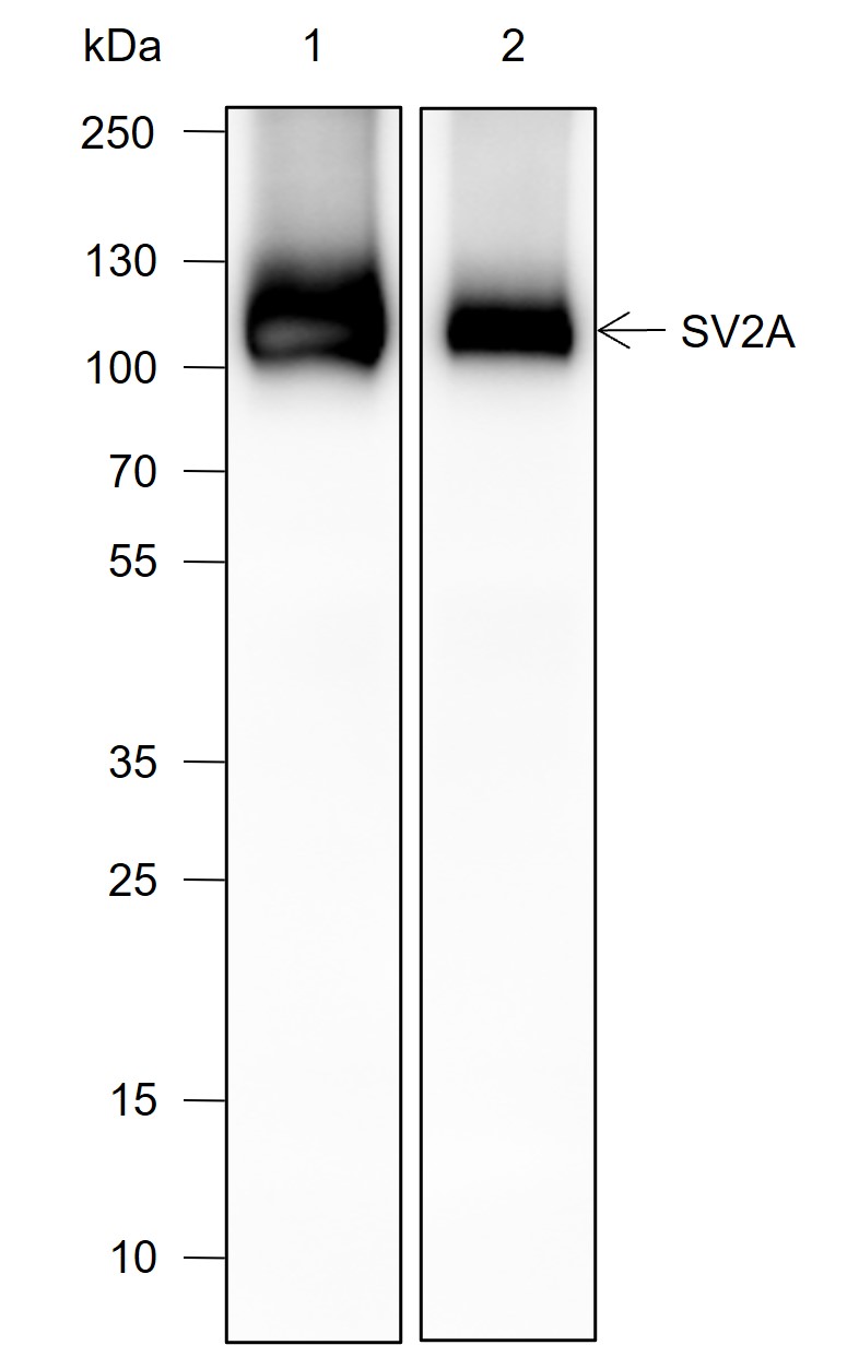 Anti-SV2A Rabbit mAb