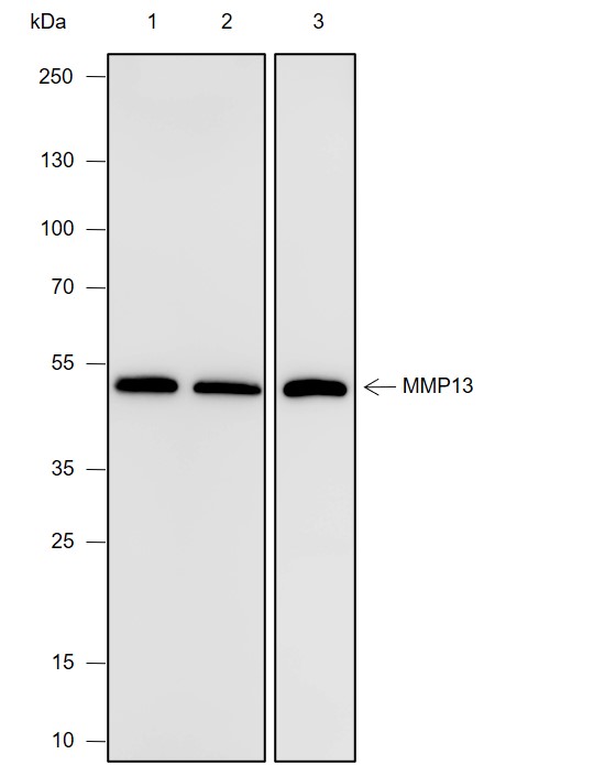 Anti-MMP13 Mouse mAb