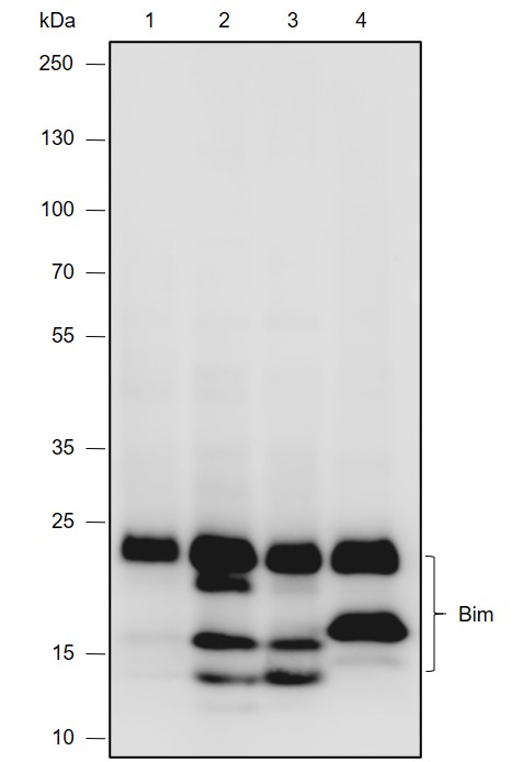 Anti-Bim Rabbit mAb