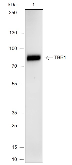 Anti-TBR1 Rabbit mAb