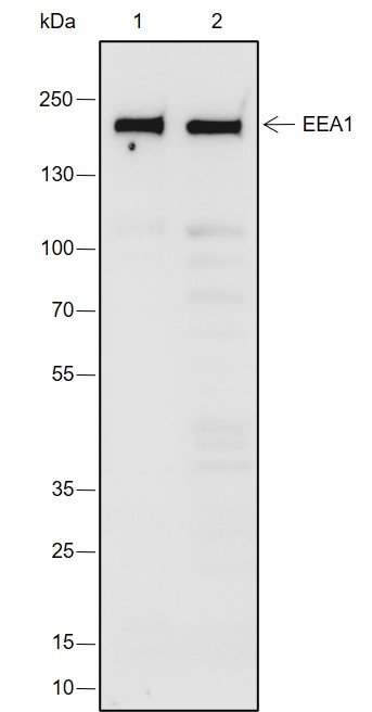 Anti-EEA1 Rabbit mAb