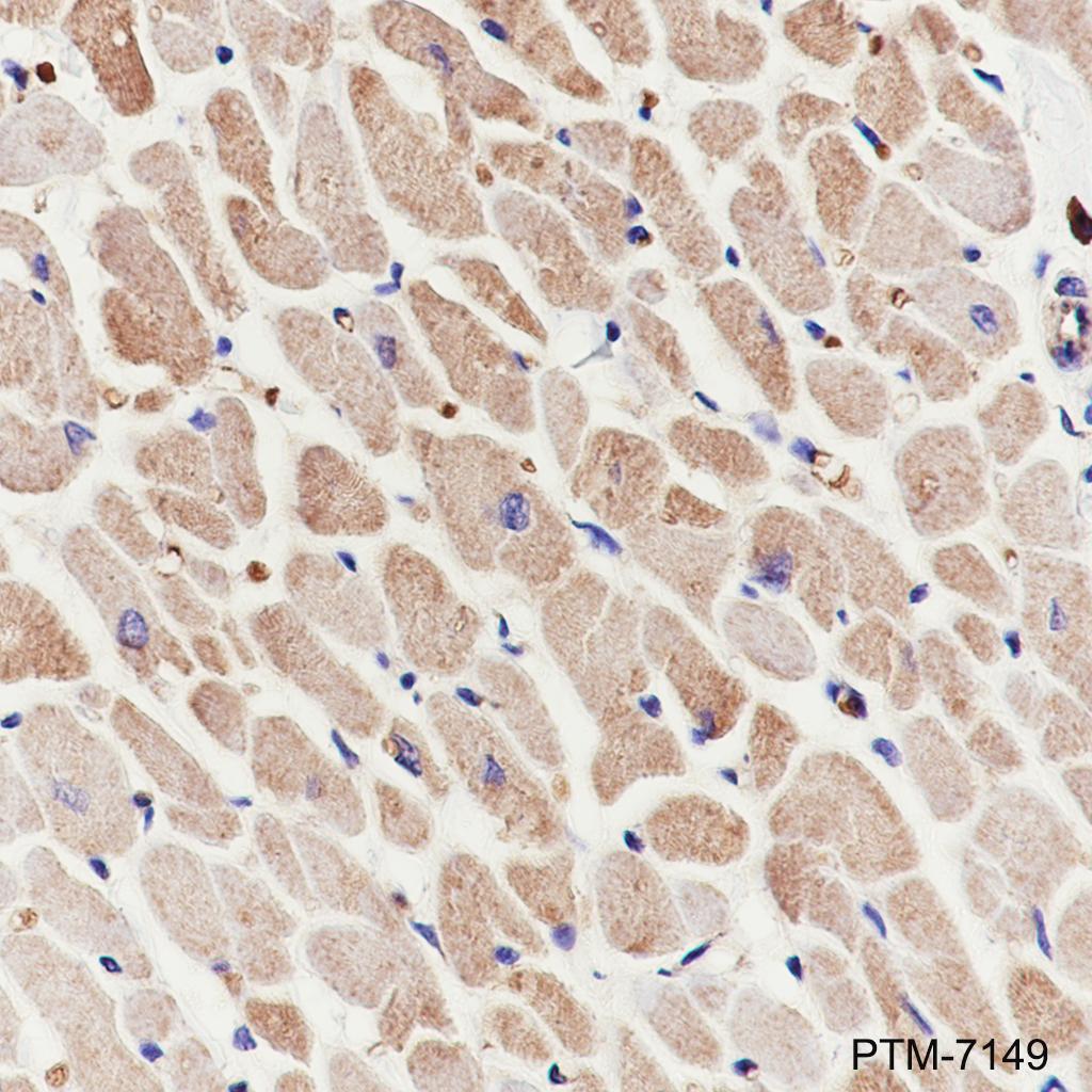 Anti-APAF1 Rabbit mAb