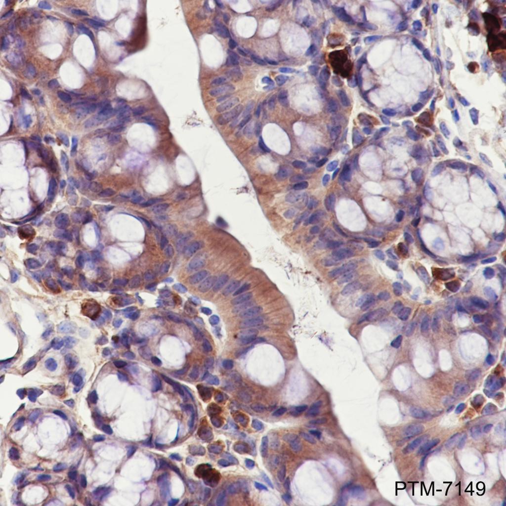 Anti-APAF1 Rabbit mAb
