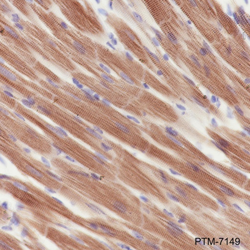 Anti-APAF1 Rabbit mAb