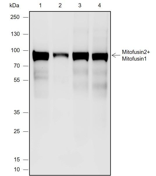Anti-Mitofusin 2 + Mitofusin 1 Mouse mAb