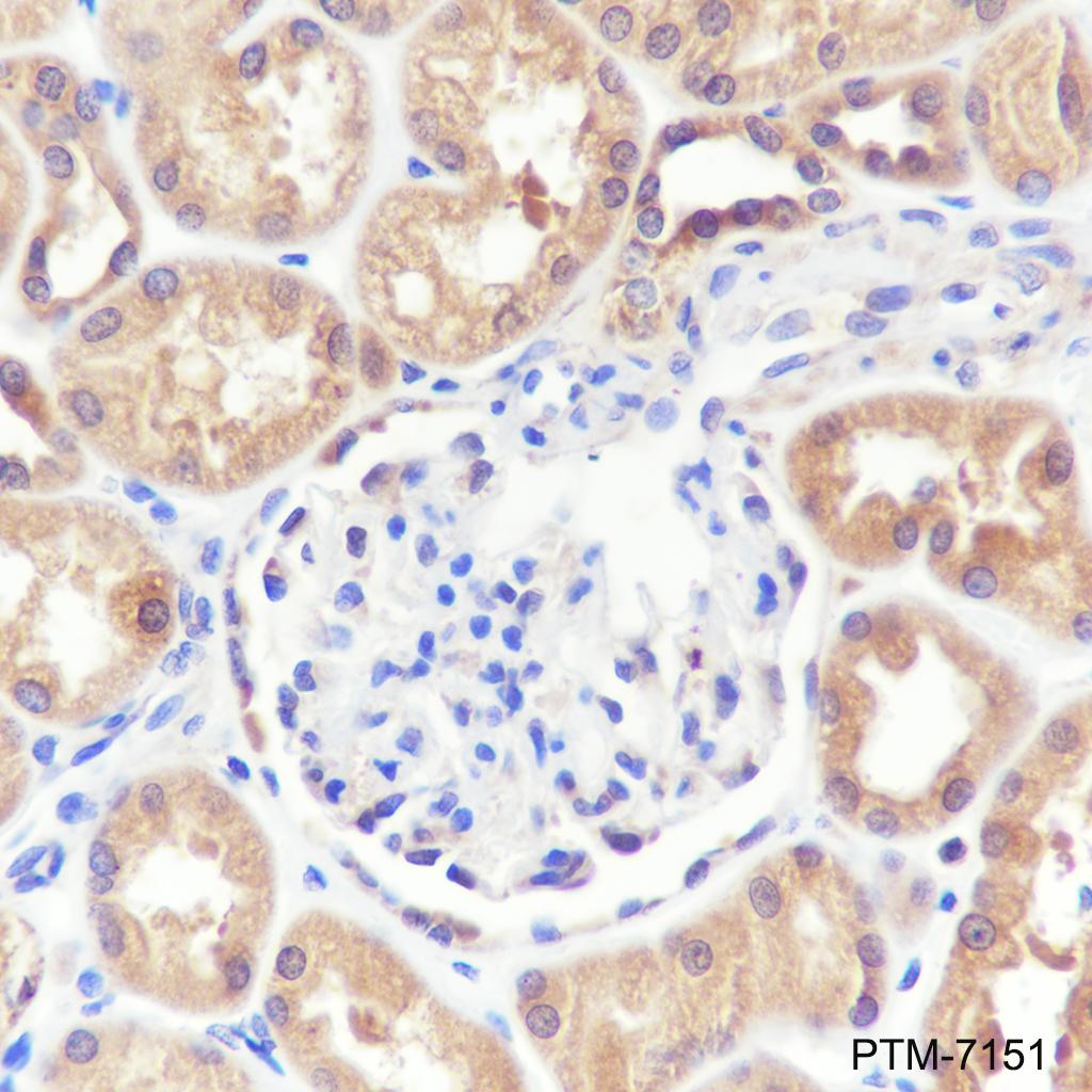 Anti-Mitofusin 2 + Mitofusin 1 Mouse mAb