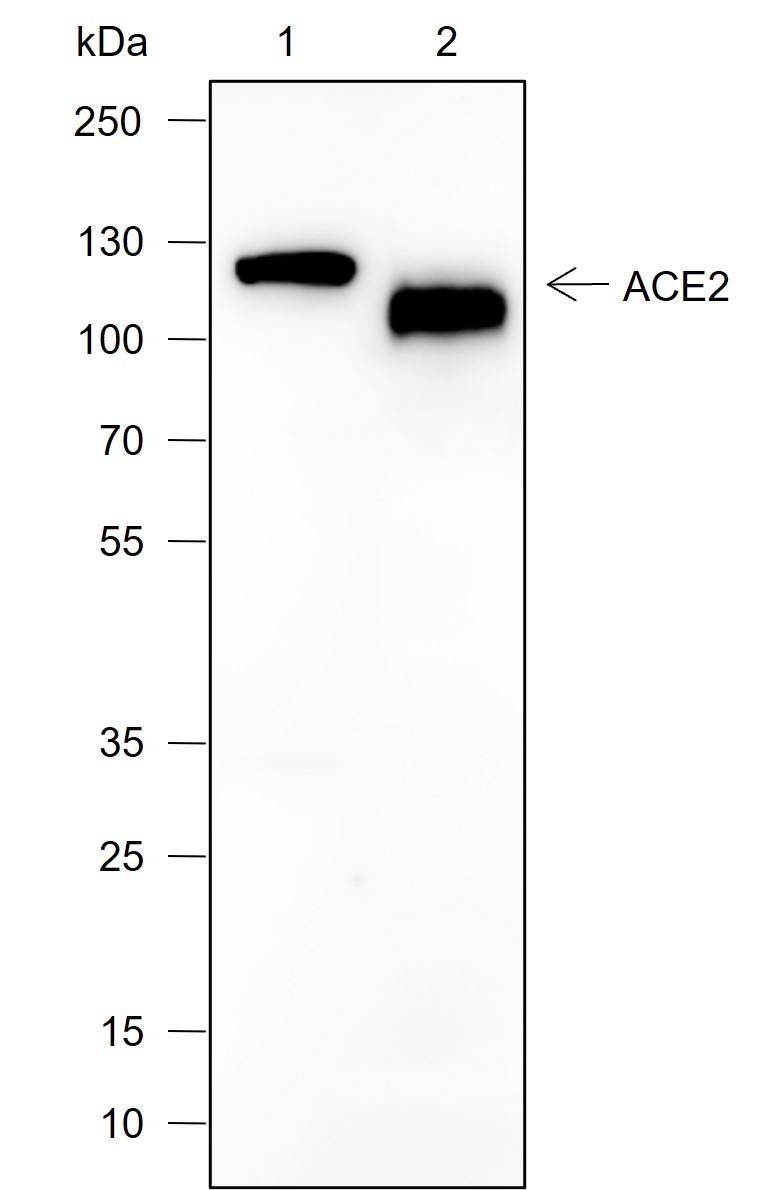 Anti-ACE2 Rabbit mAb