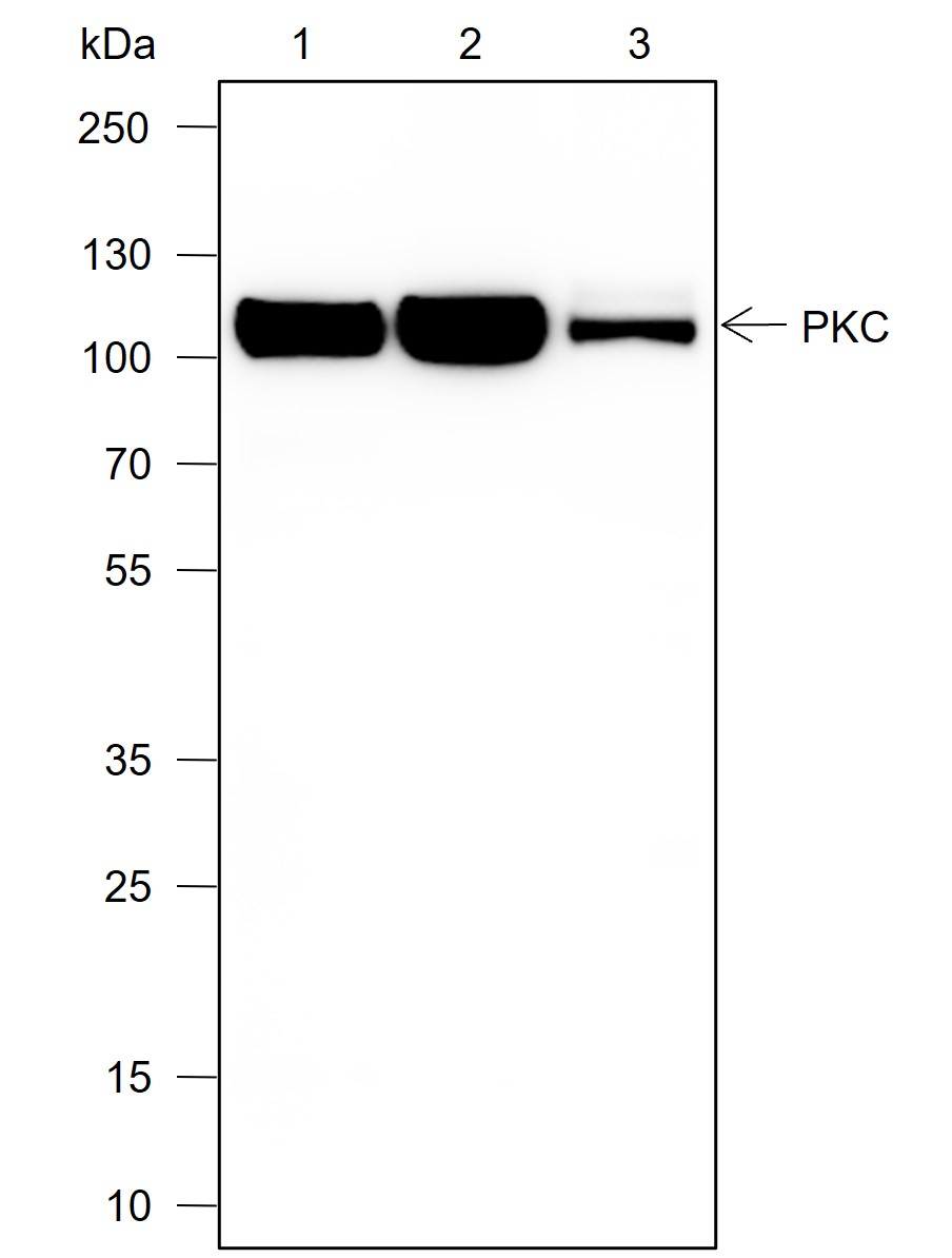 Anti-PKC mu Rabbit mAb