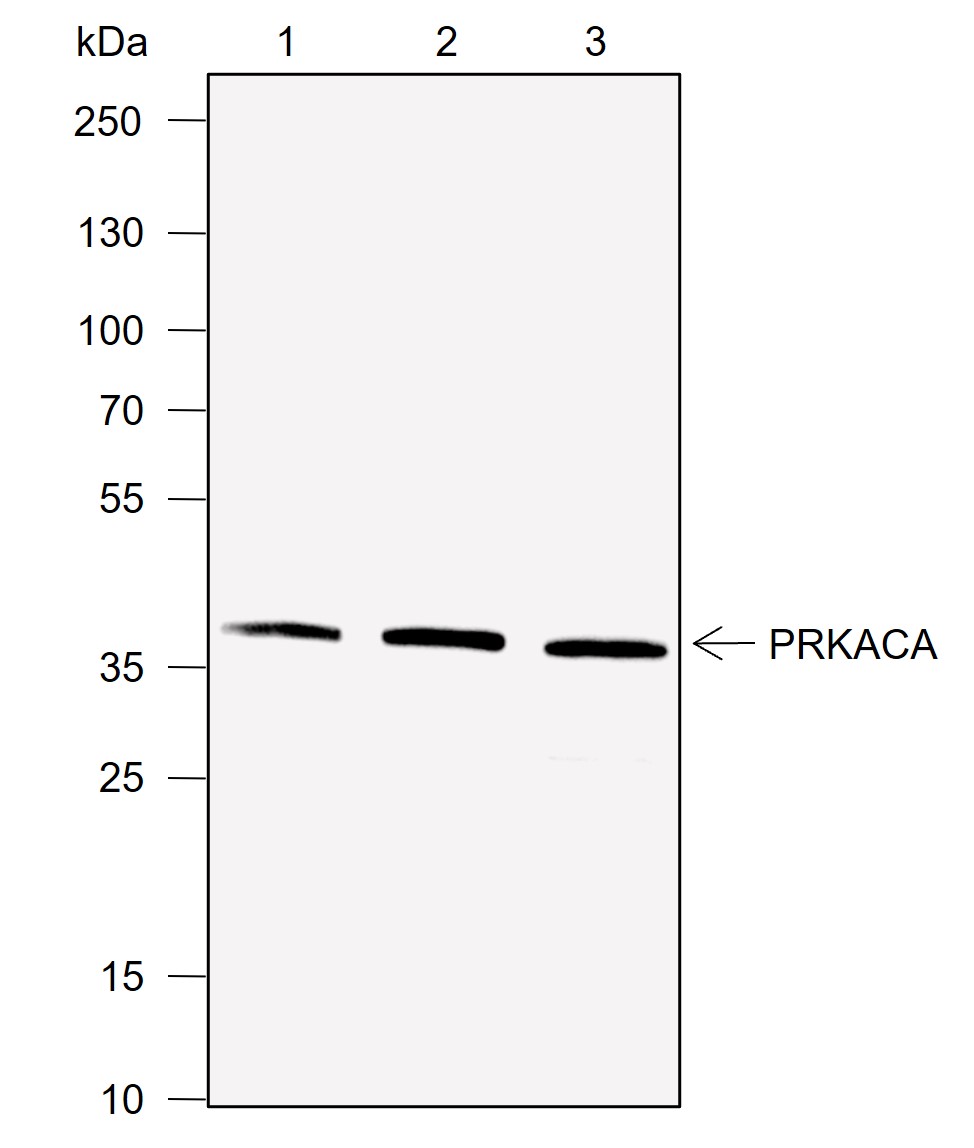 Anti-PKA C-alpha Mouse mAb
