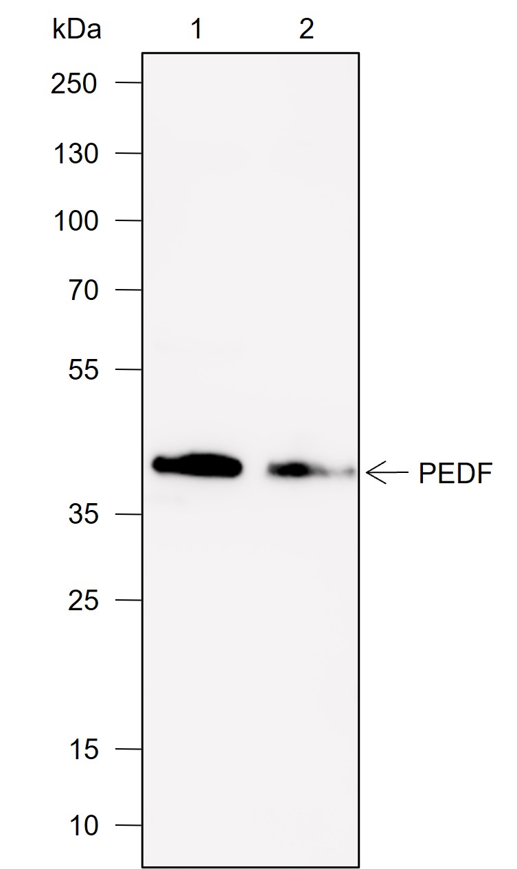 Anti-PEDF Rabbit mAb