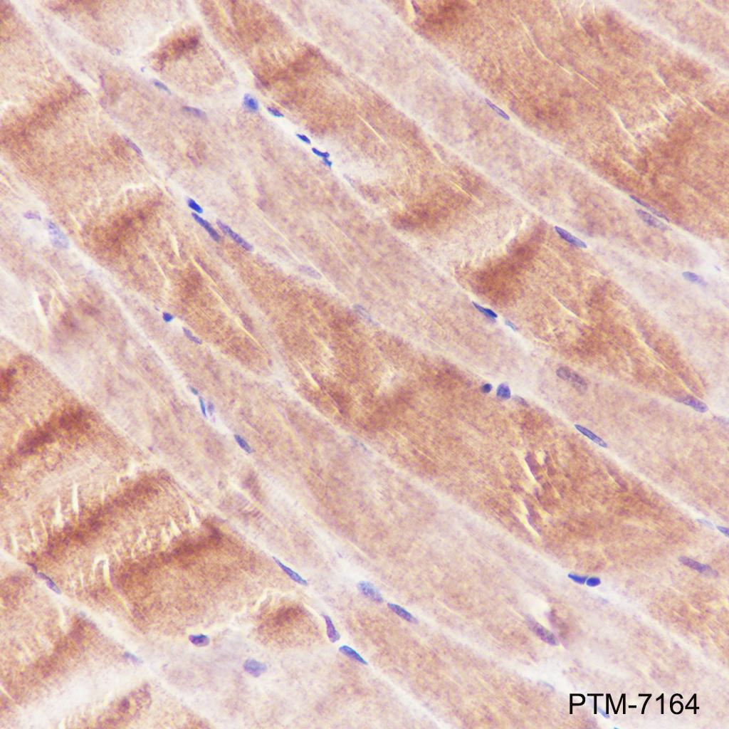 Anti-Ryanodine Receptor Rabbit mAb