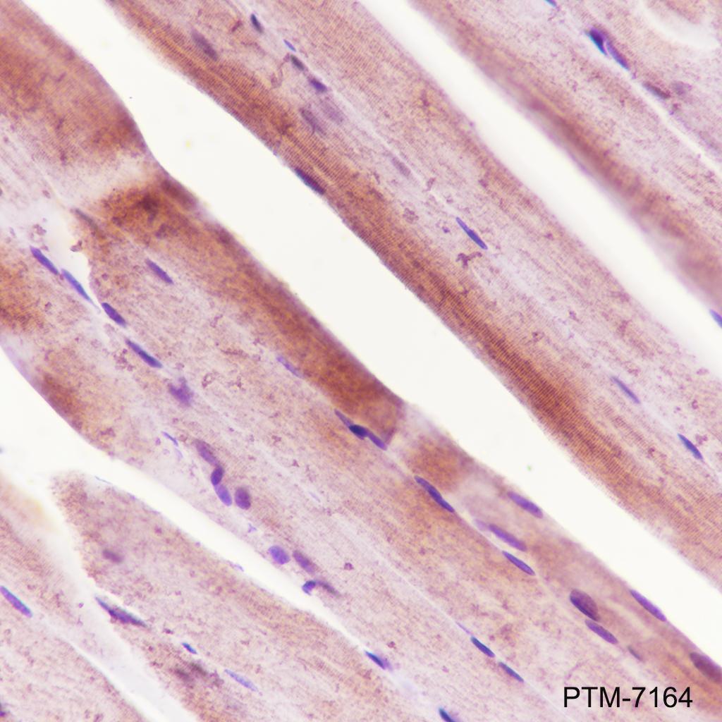Anti-Ryanodine Receptor Rabbit mAb