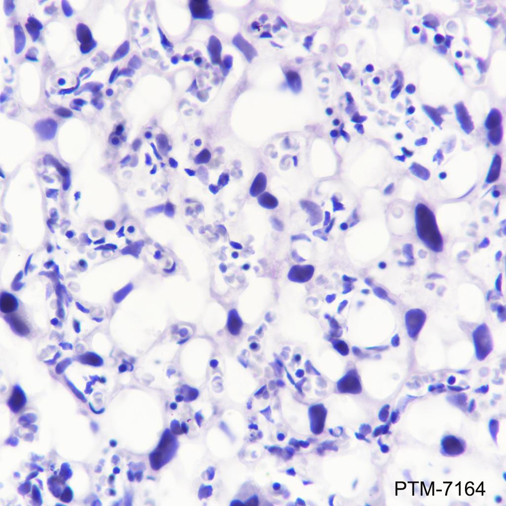 Anti-Ryanodine Receptor Rabbit mAb