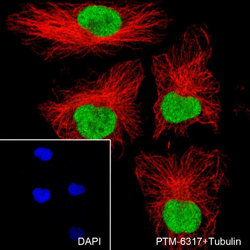 Anti-DNMT1 Rabbit mAb