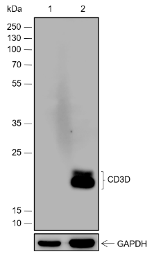 Anti-CD3 delta Rabbit mAb