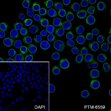 Anti-CD3 delta Rabbit mAb