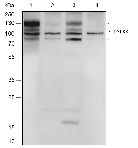 Anti-FGFR3 Rabbit mAb