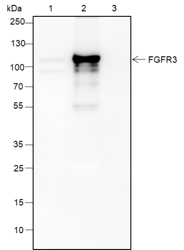 Anti-FGFR3 Rabbit mAb