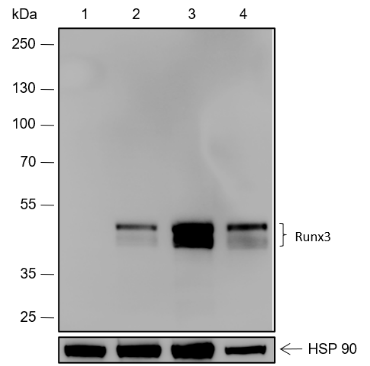 Anti-RUNX3 Rabbit mAb