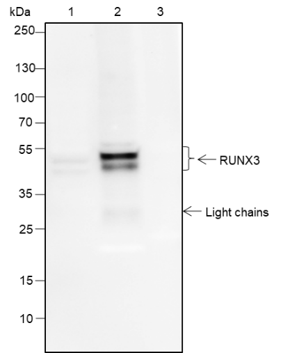Anti-RUNX3 Rabbit mAb