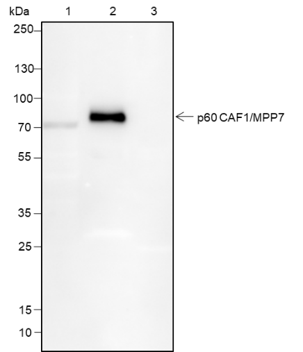 Anti-p60 CAF1 / MPP7 Rabbit mAb
