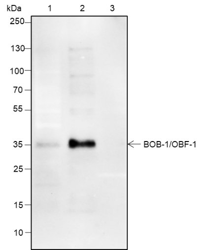Anti-BOB-1/OBF-1 Rabbit mAb