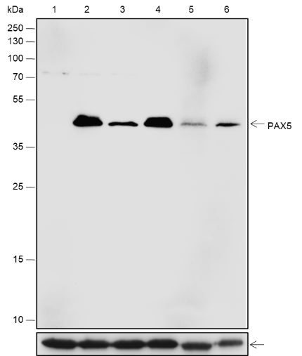 Anti-PAX5 Rabbit mAb