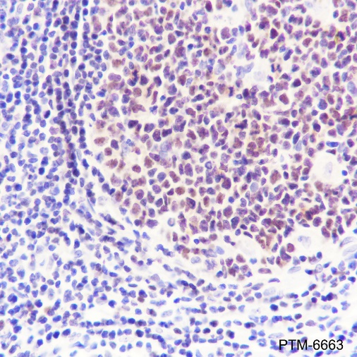 Anti-PAX5 Rabbit mAb