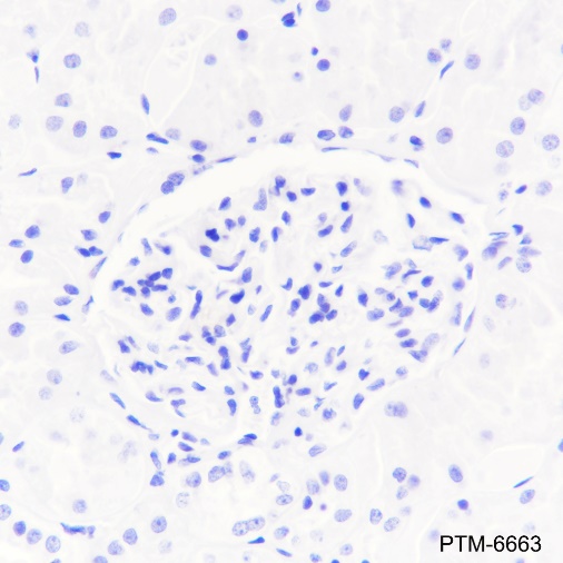 Anti-PAX5 Rabbit mAb
