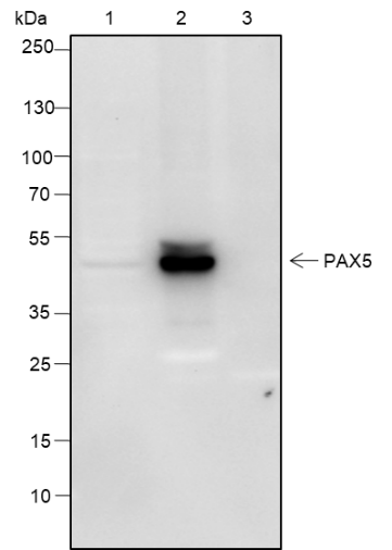 Anti-PAX5 Rabbit mAb